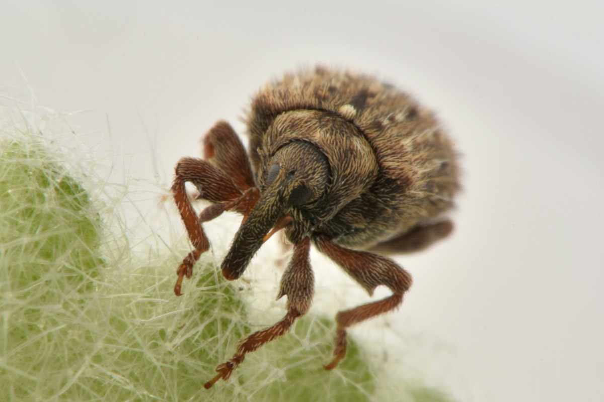 Curculionidae: Cleopus sp.?  S, Cleopus solani